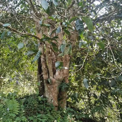 2022年刮風(fēng)寨茶王樹古樹春茶價(jià)格？