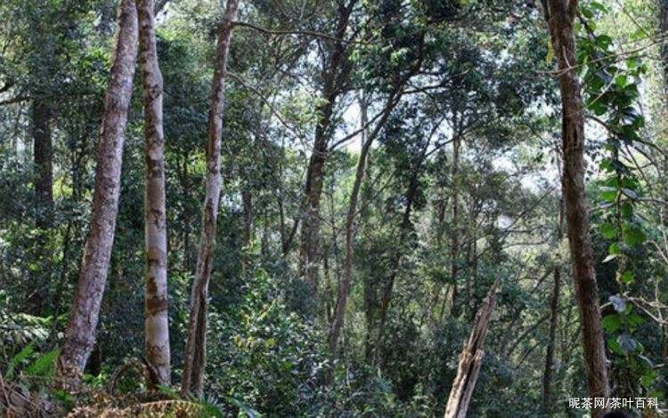 2022年冷水河古樹春茶特點？