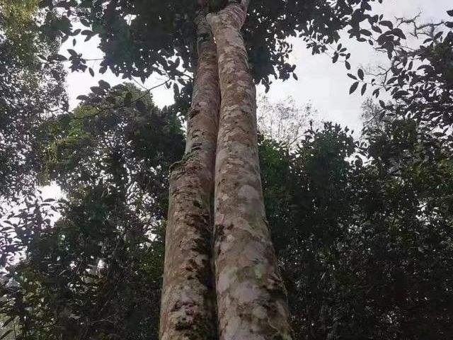 2022年冷水河古樹春茶口感？