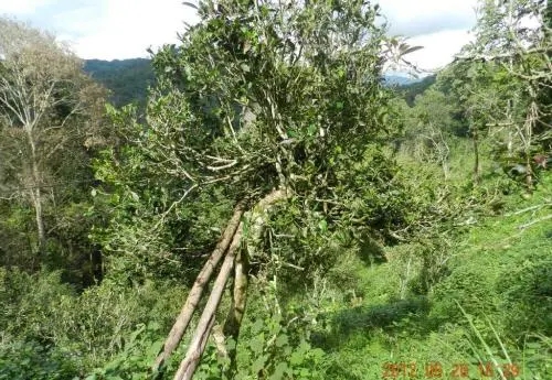 2022白沙河古樹春茶特點？