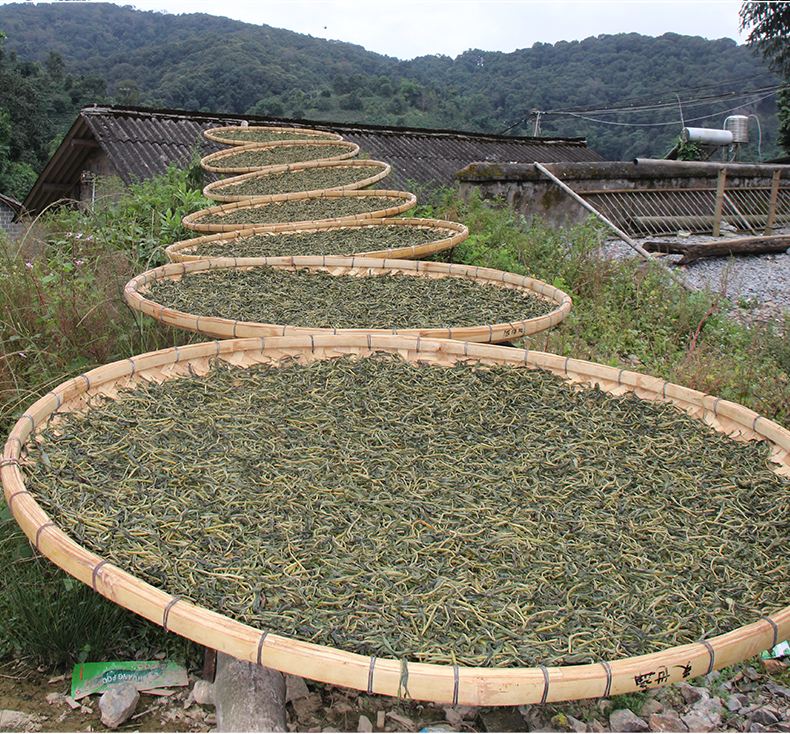 2022年白沙河古樹春茶價格？