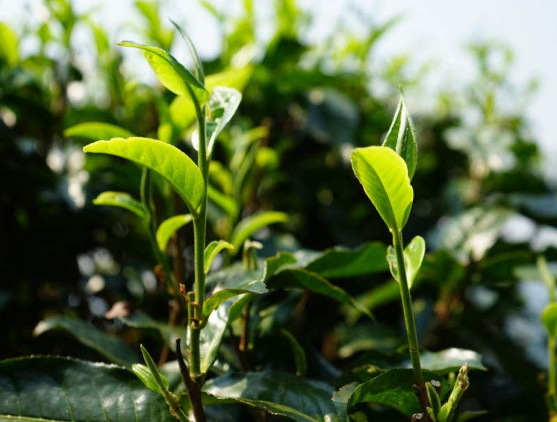 2022年國(guó)有林小眾白沙河古樹春茶