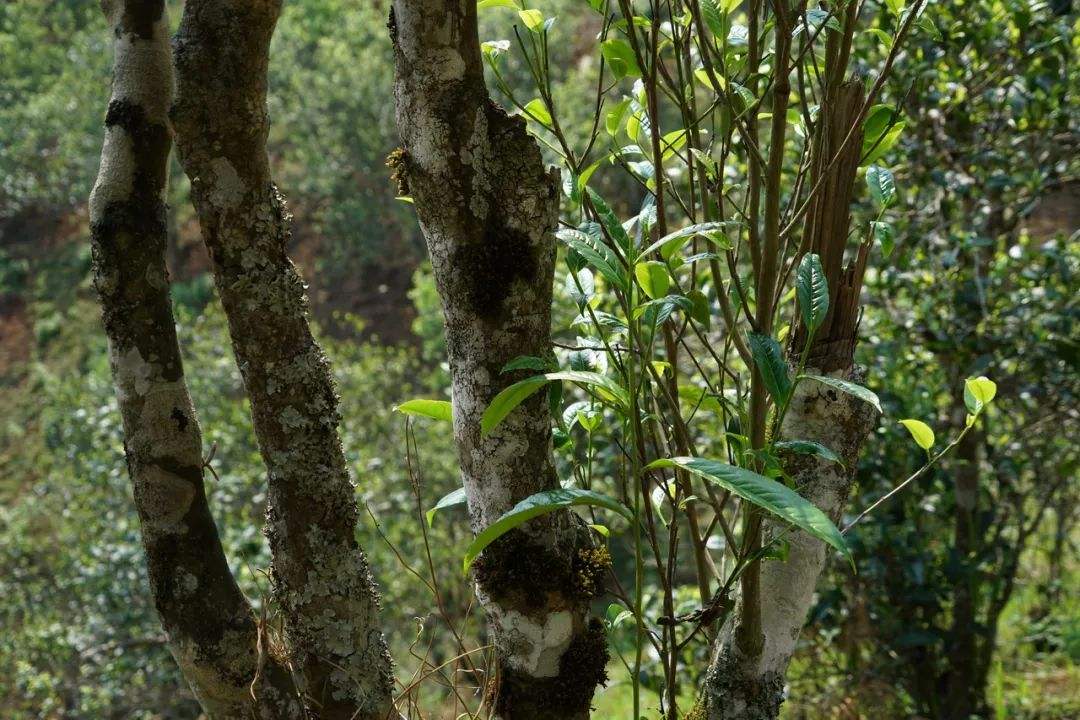 2022年黑水梁子——與你一起，走進(jìn)茶馬古道的源頭