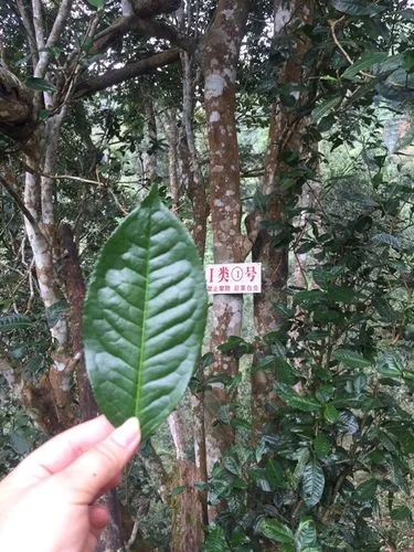 2022年薄荷塘古樹春茶價格？