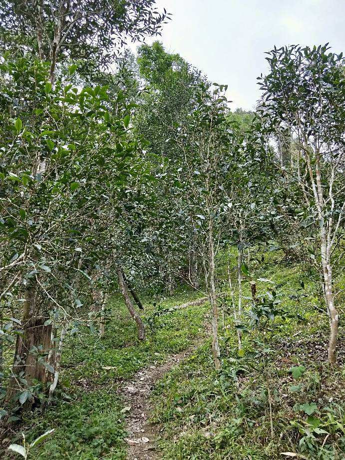 2022年多依樹古樹春茶特點？