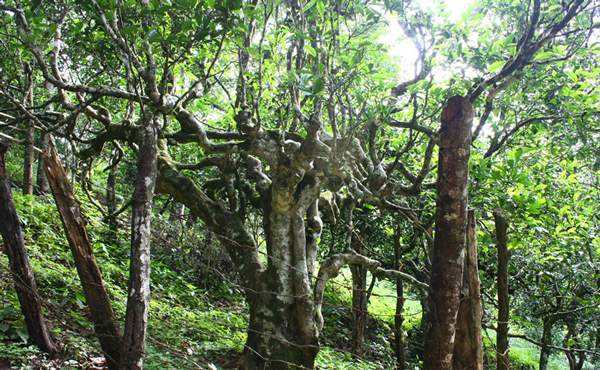 2022年多依樹古樹春茶口感？