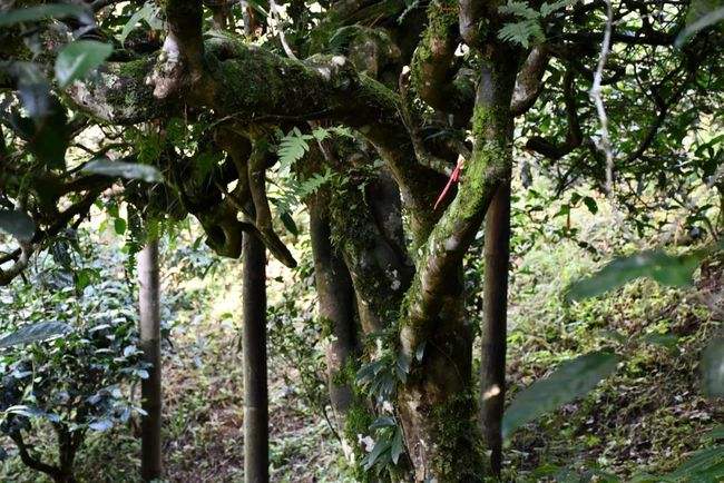 2022年多依樹古樹春茶多少錢一公斤？