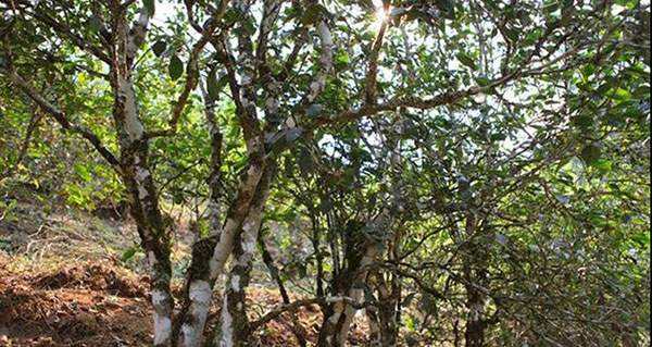 2022年易武張家灣古樹春茶口感？