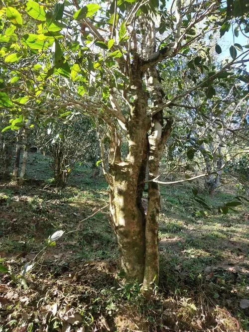 2022年易武張家灣古樹(shù)春茶多少錢(qián)一公斤？