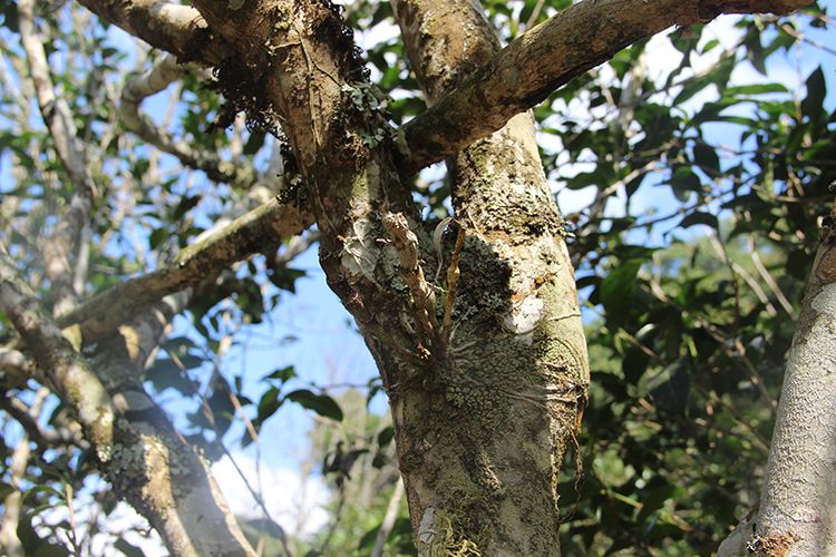 2022年【張家灣】新品介紹 || 香揚甜淳風骨在內(nèi)