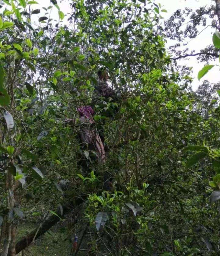 2022年一扇磨古樹春茶特點(diǎn)？