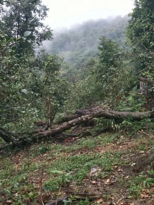 2022年一扇磨古樹春茶價(jià)格？