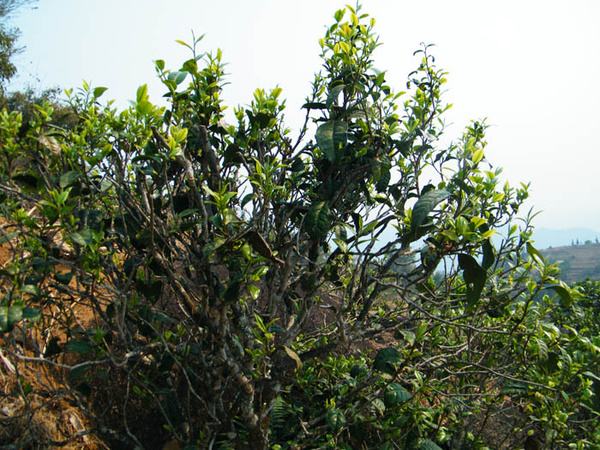 2022年香椿林古樹春茶價(jià)格？