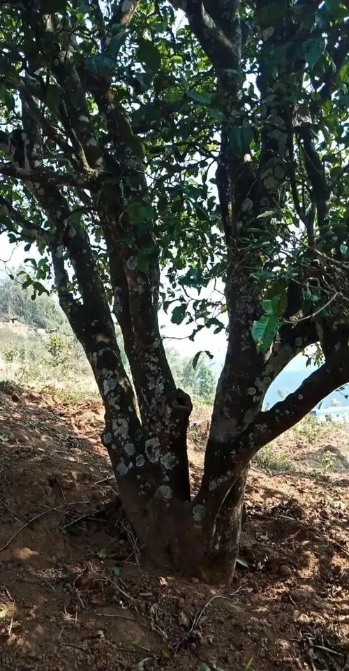 2022年香椿林古樹春茶多少錢一公斤？