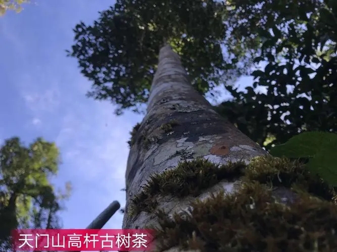 2022年天門山古樹春茶特點？