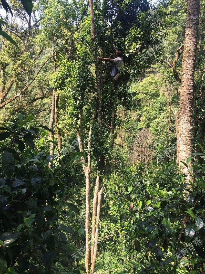 2022年天門山古樹春茶口感？