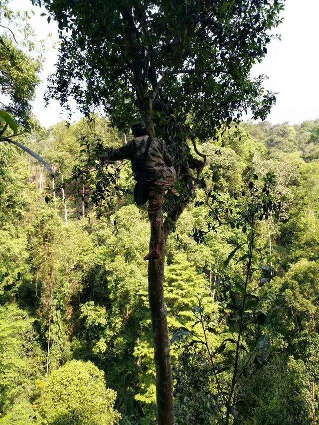 2022年天門山古樹春茶價(jià)格？