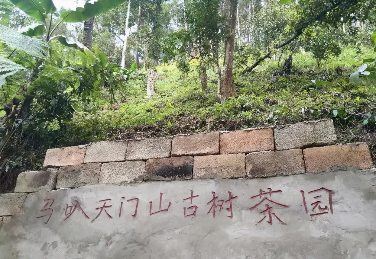 2022年天門山古樹春茶多少錢一公斤？