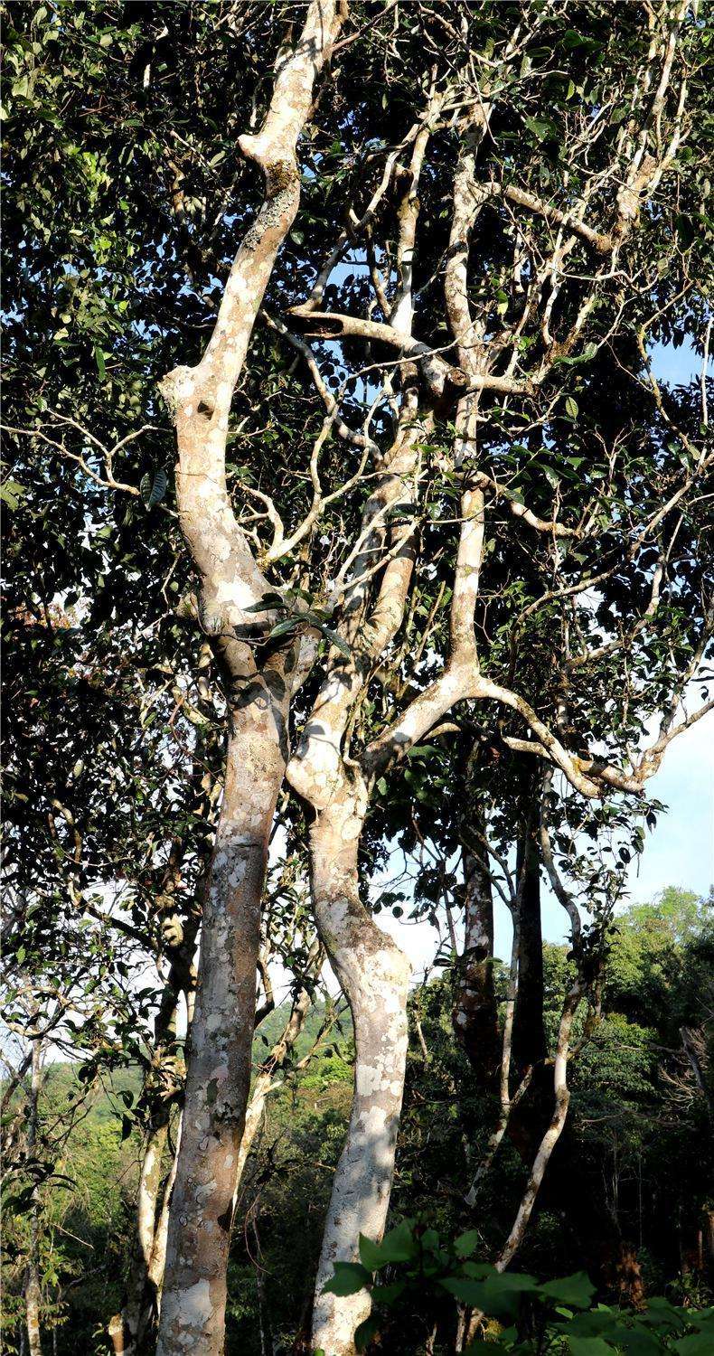 2022年天門山高桿古樹茶，神秘存在的好茶