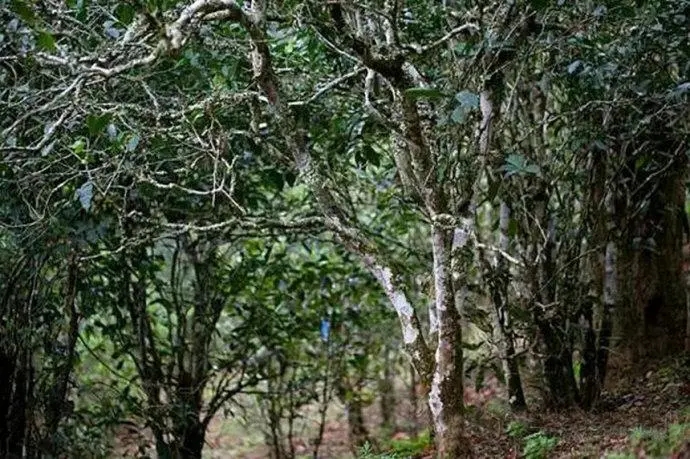 2022年高山寨古樹春茶特點(diǎn)？