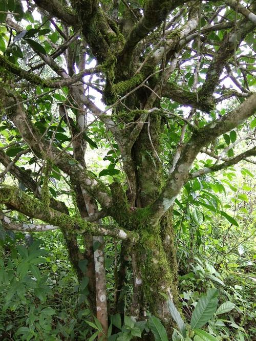 2022年高山寨古樹(shù)春茶口感？