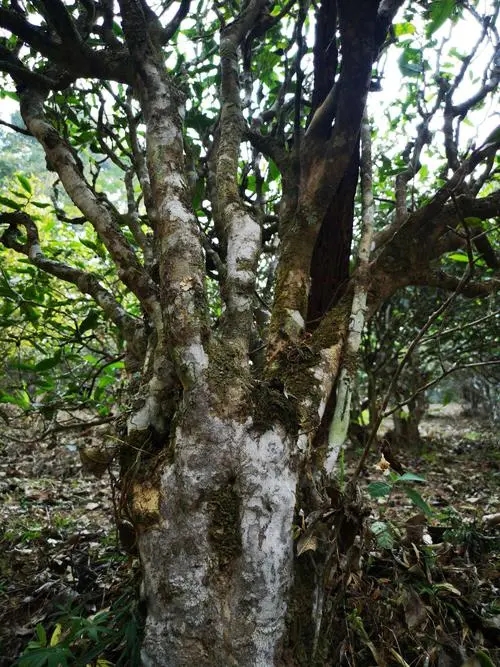 2022年高山寨古樹春茶價(jià)格？