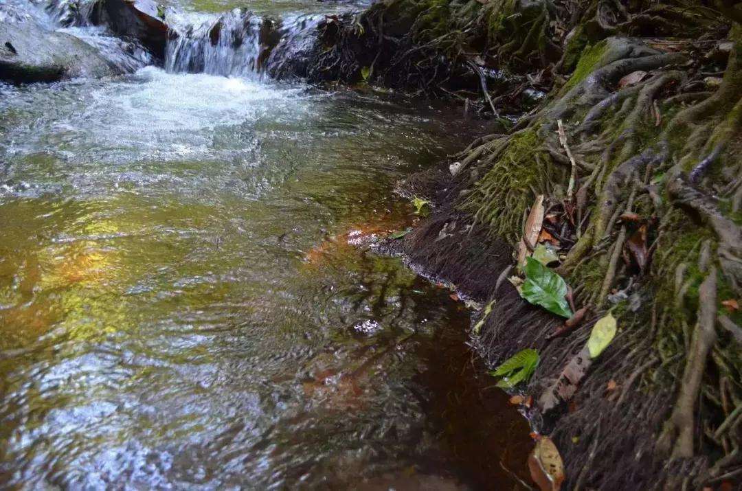 2022年銅箐河古樹春茶口感？