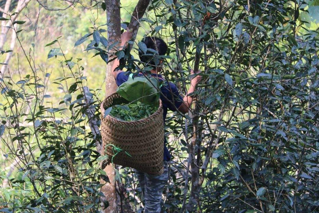 2022年百花潭古樹春茶特點(diǎn)？