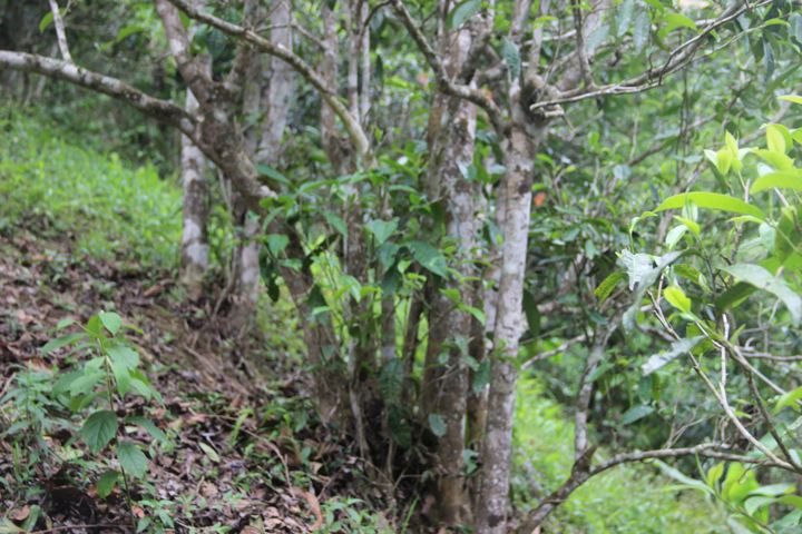 2022年銅箐河古樹春茶多少錢一公斤？