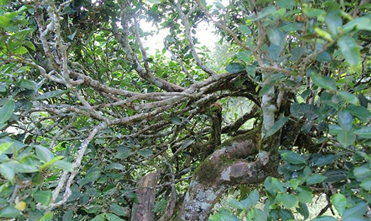 2022年倚邦曼拱古樹春茶特點？