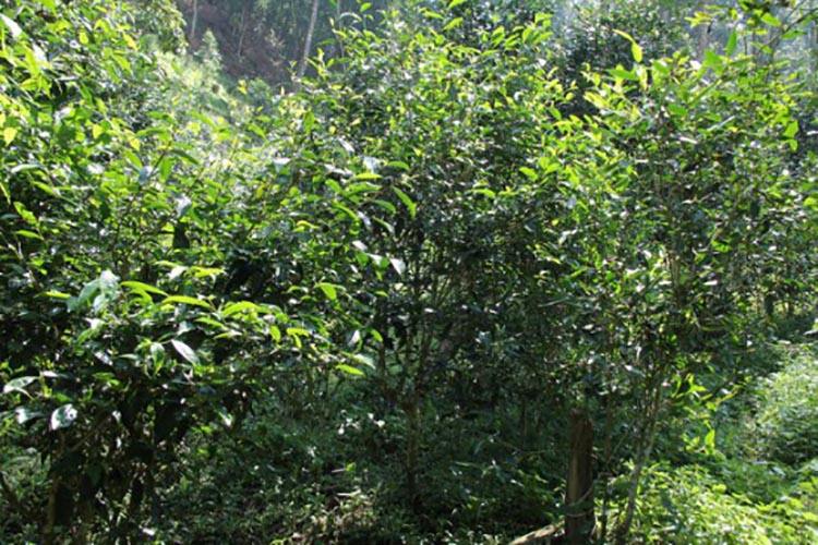 2022年倚邦曼拱古樹春茶價格？