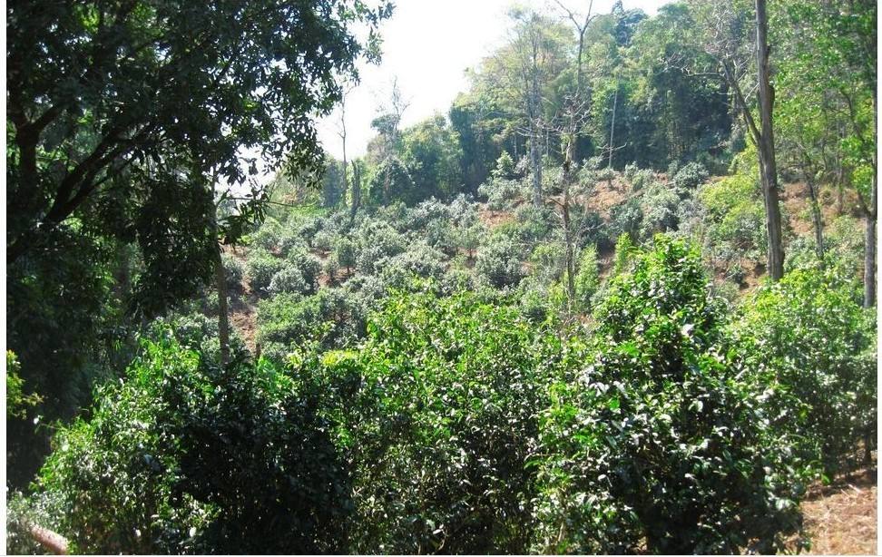 2022年大黑樹(shù)林古樹(shù)春茶口感？