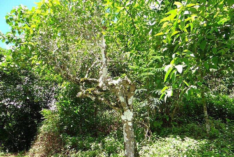 2022年大黑樹(shù)林古樹(shù)春茶價(jià)格？