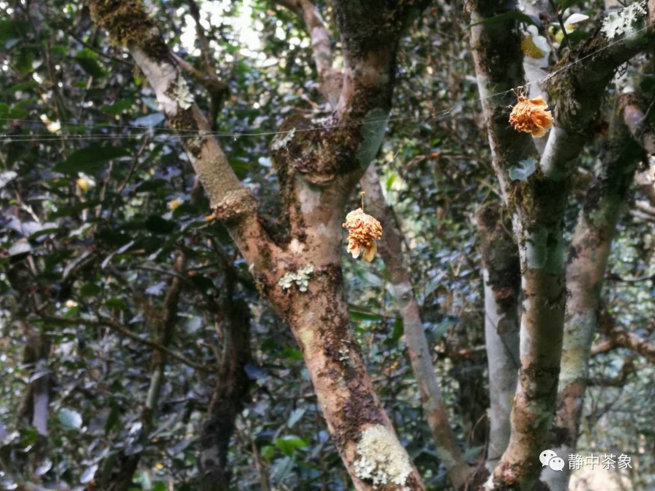 2022年大黑森林古樹(shù)春茶多少錢一公斤？