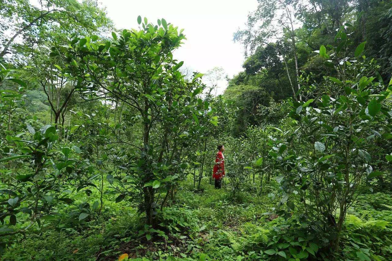 2022年曼松古樹(shù)春茶口感？