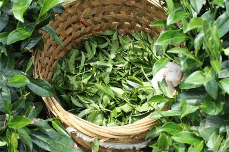 2022年曼松古樹(shù)春茶價(jià)格？