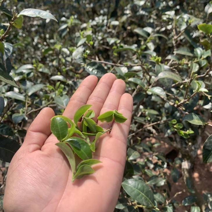 2022年倚邦貓耳朵古樹(shù)春茶口感？