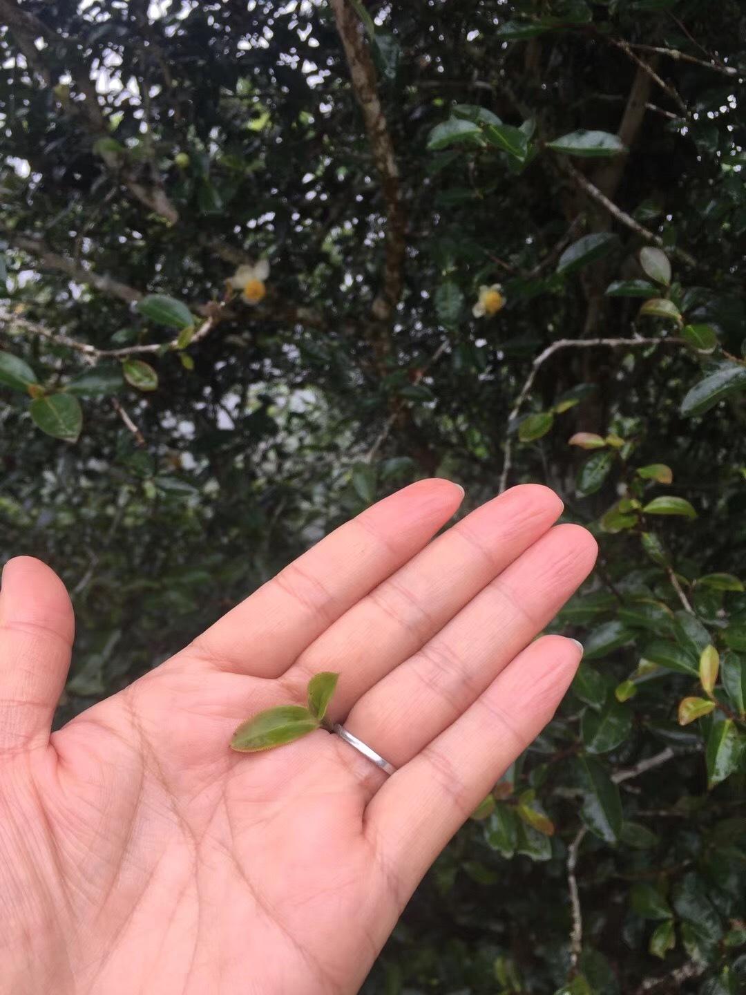 2022年倚邦貓耳朵古樹(shù)春茶價(jià)格？