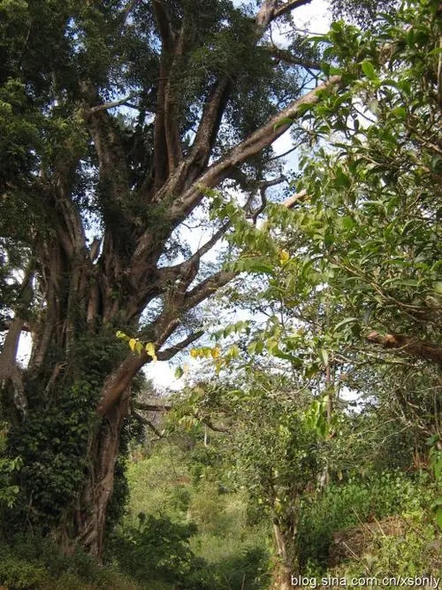 2022年蠻磚古樹(shù)春茶多少錢一公斤？