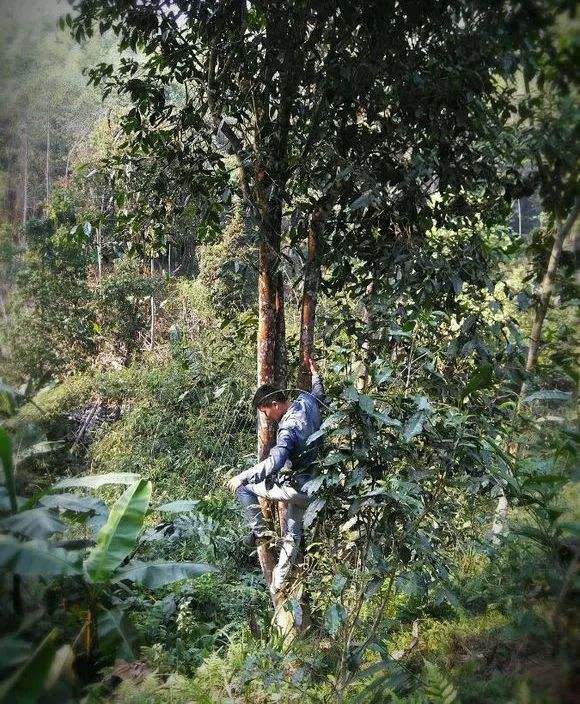 2022年桃子寨古樹(shù)春茶特點(diǎn)？