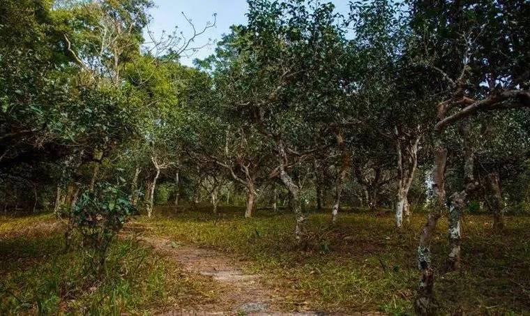 2022年桃子寨古樹(shù)春茶價(jià)格？