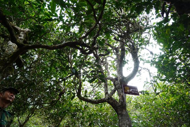 2022年桃子寨古樹(shù)春茶多少錢一公斤？