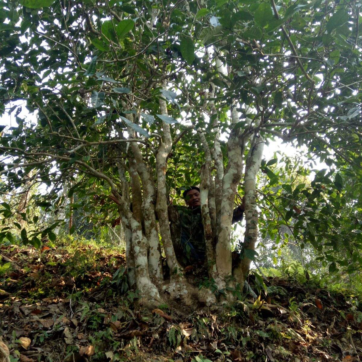 2022年蠻磚瓦龍古樹春茶特點(diǎn)？