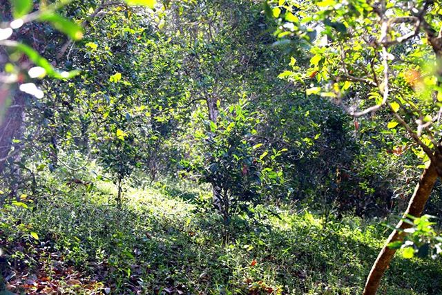 2022年革登古樹春茶價(jià)格？