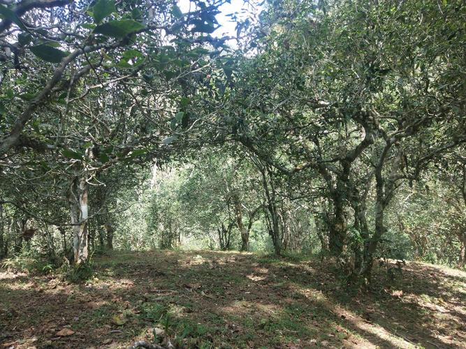 2022年革登古樹春茶多少一公斤？