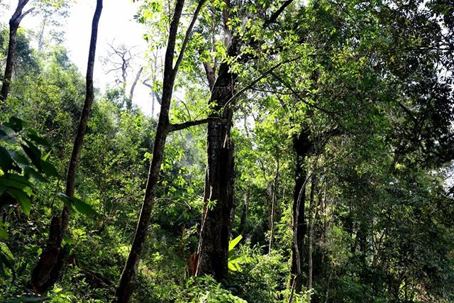 2022年革登古樹春茶，可飲可藏的絕佳茶品
