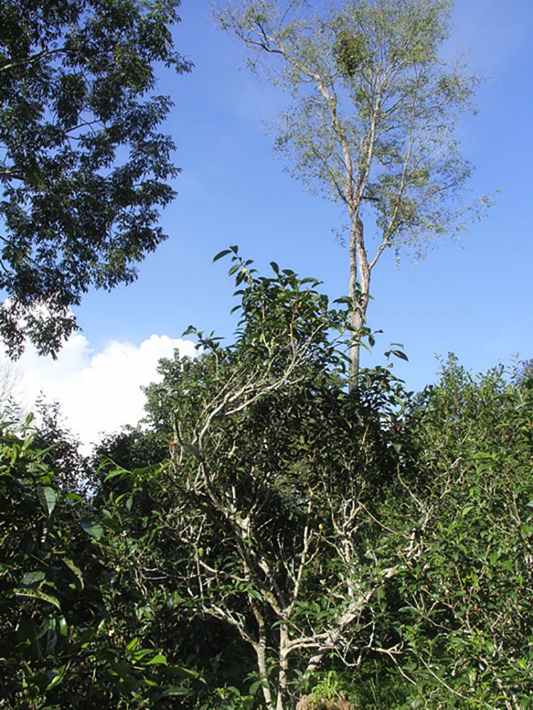 2022年莽枝古樹春茶口感？