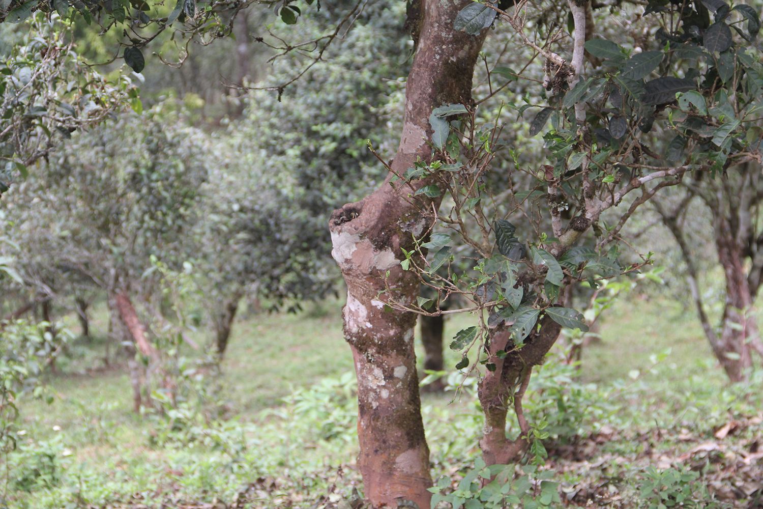 2022年莽枝古樹春茶價(jià)格？