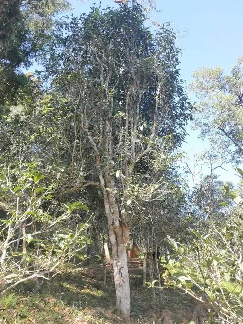 2022年莽枝古樹春茶多少錢一公斤?