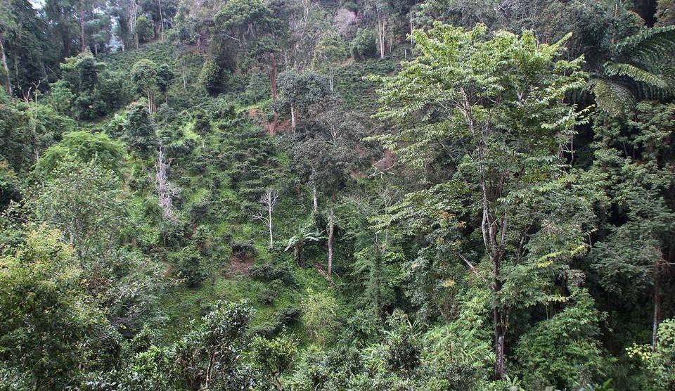 2022年攸樂古樹春茶價(jià)格？